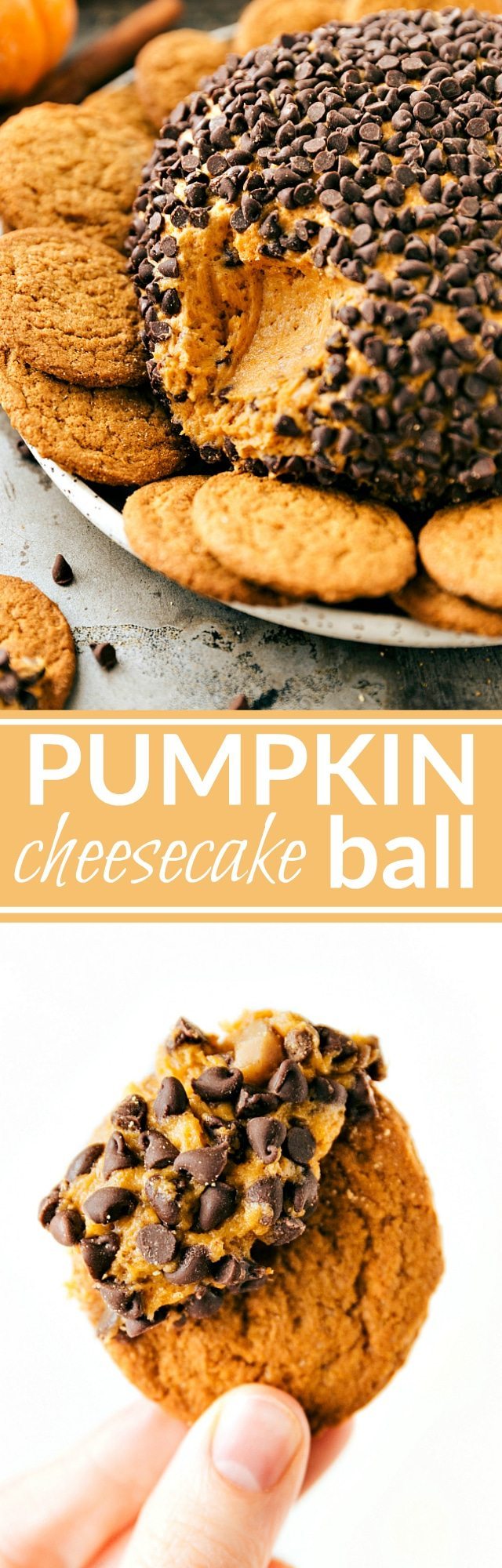 EASY PUMPKIN CHEESECAKE BALL! The perfect Fall/Thanksgiving dessert appetizer! A pumpkin chocolate-chip toffee cheesecake ball bursting with pumpkin spice flavor. Recipe from chelseasmessyapron.com